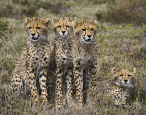 Siblings by Dick Beery