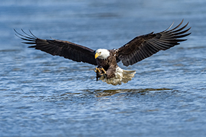 Eagle Strike by Paul English