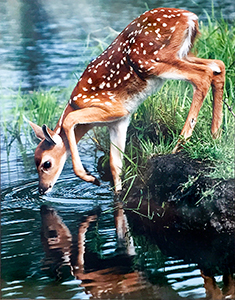 Fawn Drinking by Peter Marr