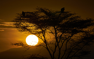 Serengeti Sunrise by Dick Berry