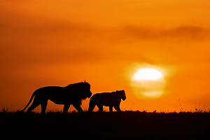 Lion Pair at Sunrise by Gary Paige
