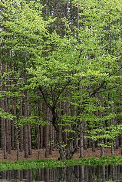 Maple: Between Pines and Pond by Sheridan Vincent