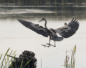 Gear Down, Flaps Extended, Air Brakes Deployed by Carl Crumley