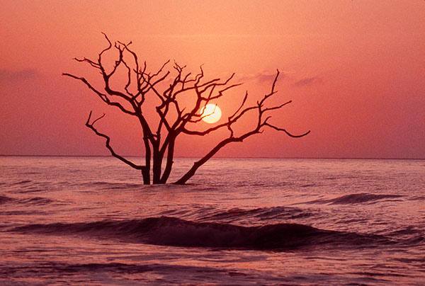 Lone Tree Red by Gary Thompson