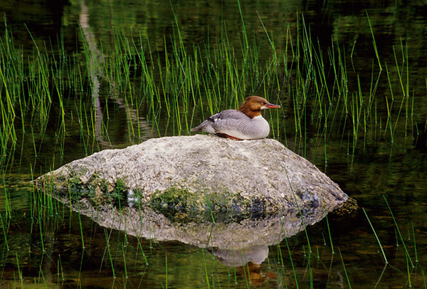 Merganser Hen by Phyllis Thompson