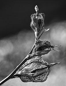 Canna indica II by Susan C. Larkin