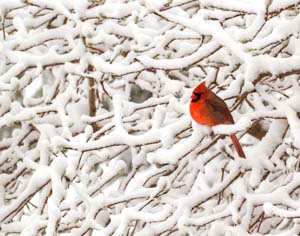 Perched in Snow by Clyde Comstock