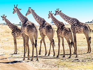 Giraffes by Sherman Henzel