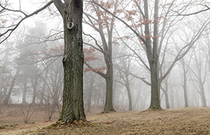 Through the Fog by Luann Pero