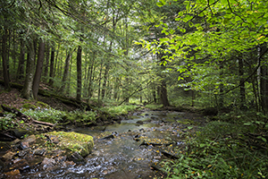 Allegany Forest by John Solberg