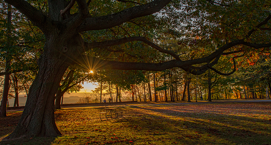 Shadows at Sunrise by Katie Rubin