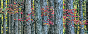 Trees and Leaves Interwoven by Bonnie Gamache