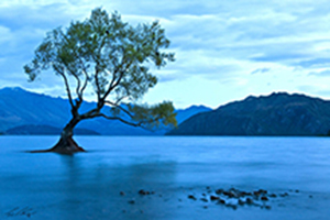 Otago Bird Tree by Ted Tatarzyn