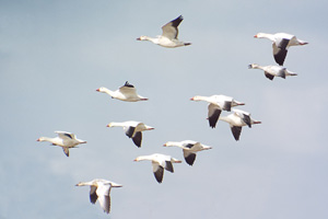 Snow Geese by Bev Cronkite