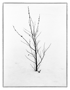 Snow Bound by Stephen Fielding