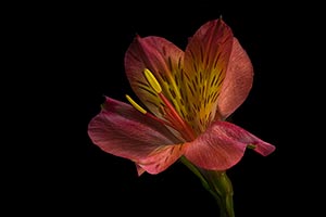 Dayliliy by Tom Kredo