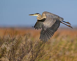 Great Blue Heron by Paul English