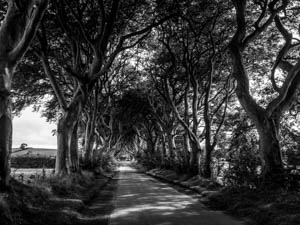 The Dark Hedges by Michael Keaton