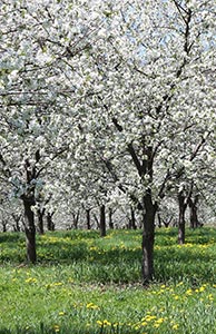 The Apple Orchard by Luann Pero