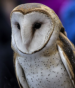 Barn Owl by Nancy Ridenour