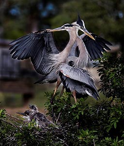 Two Blue Herons and Chicks by Nancy Ridenour