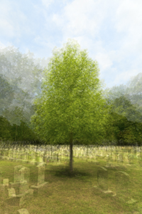 Tree in Cemetery by John Solberg