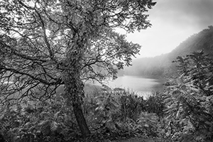 Fog on Eastman Lake by Lisa Cook