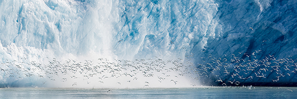 Glacier Calving Kittiwakes by Ted Tatarzyn