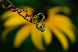 Summer Reflections by Diane W. Dersch