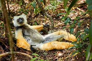 Diademed Sifaka on Siesta by Gary Paige