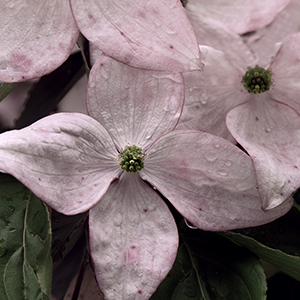 Pink Dogwood by Luann Pero