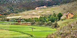 Malagasy Rice Field by Myrna Paige