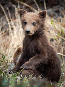 Grizzly Cub by Jerry Miller