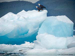 Eagles and Icebergs by Jerry Miller