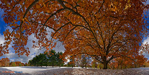 Red Oak in Snow - Durand Eastman Park by Sheridan Vincent