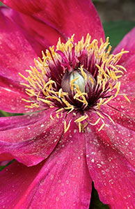 Pink Peony by Luanne Pero