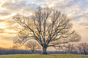 Legacy Oak by Dick Thomas