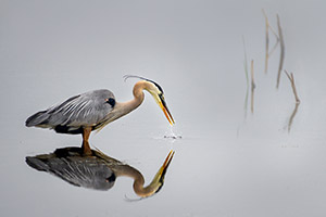 Morning Feeding by Tom Kredo