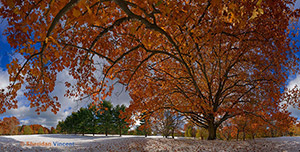 Red Oak and Snow by Sheridan Vincent