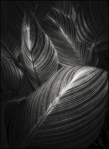 Cala Leaves by Jim Dusen
