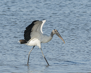 Wood Stork by Carl Crumley