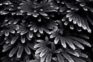 Fern Magic by Dick Thomas