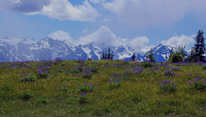 Top of Huricane Ridge by Laurie Kanehl Knapp