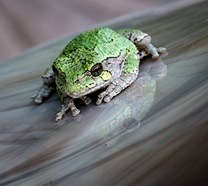 Frog Reflection by Claudia Manchester