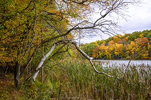 Bent Birch by Don Menges