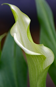 Cala Lilly by Rick Warner