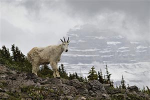 Alpine Goat by Dan Silver