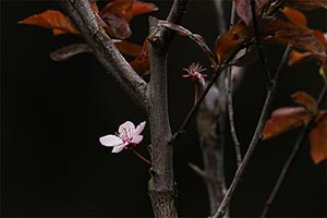 Plum Blossom by Zach Mein