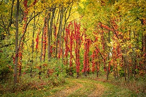 Autumn by Dick Thomas