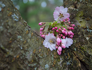 Flowering Tree by Kim Benedetto